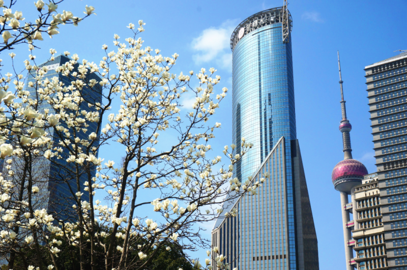 2026上海市花白玉兰文创设计大赛-掌上竞赛